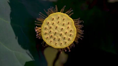 Close up of a vibrant yellow lotus seed pod in a garden pond Video stock 342013796