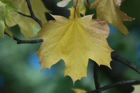 Close up of a vibrant yellow maple leaf hanging from a branch during the cr.. Stock-Fotos