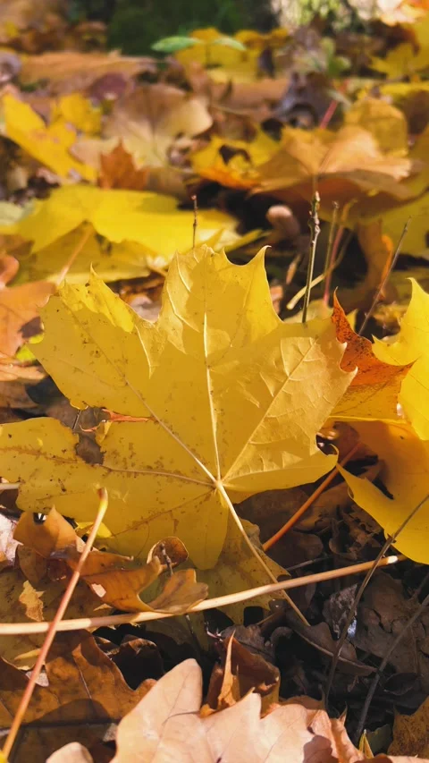 Close-up of vibrant yellow-orange fallen maple leaves on the ground. Stock-Footage 321147525