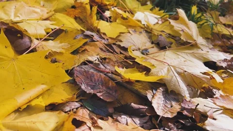 Close-up of vibrant yellow-orange fallen maple leaves on the ground. Stock Footage 321148150