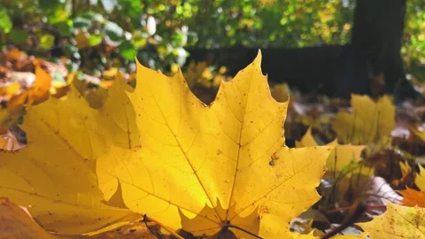 Close-up of vibrant yellow-orange fallen maple leaves on the ground. Video stock 321148164