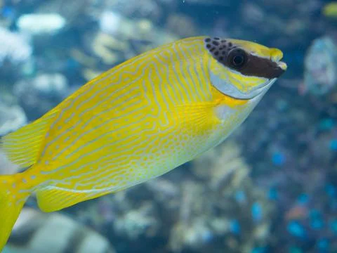 Close-Up of a Vibrant Yellow Scribbled Rabbitfish Stock Photos
