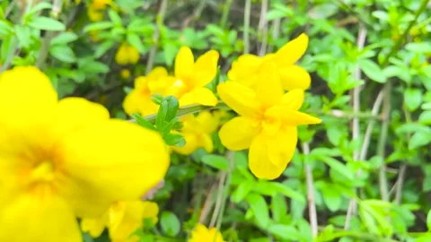 Close up of vibrant yellow spring flowers blooming in a lush green garden Video stock 342001205