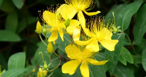 Close-Up vibrant yellow St John's Wort flowers swaying in summer garden breeze Video stock 342098111