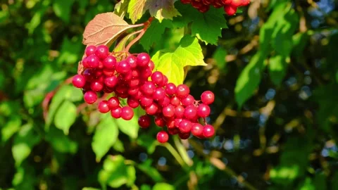 Close-up of viburnum berries Stock Footage 315161533