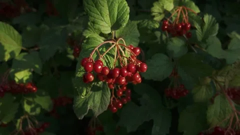 Close-up of viburnum berries in warm evening light Stock Footage 314346967