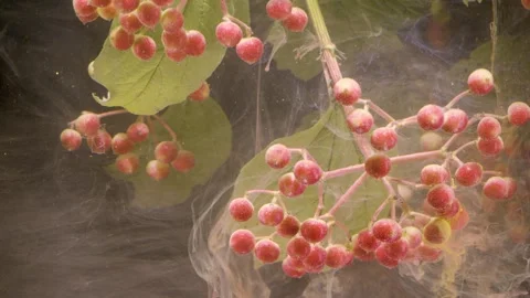 Close-up viburnum berry clusters with drifting translucent smoke  Stock Footage 339856676