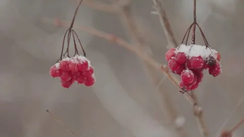 Close-up of viburnum branches with bright red berries in winter. Stock Footage 331064733