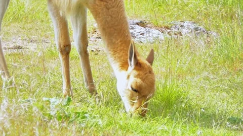 Close-Up of a Vicuña Eating Grass in a Summer Park Stock Footage 313599673