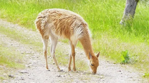 Close-Up of a Vicuña Eating Grass in a Summer Park Stock Footage 313599867