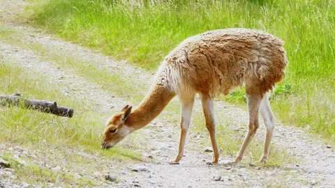 Close-Up of a Vicuña Eating Grass in a Summer Park Stock Footage 313599869