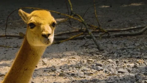 Close up of vicuna  Stock Footage 143199660