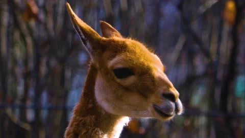 Close up of vicuna Stock Footage 144386683