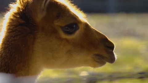Close up of vicuna Stock Footage 145255972