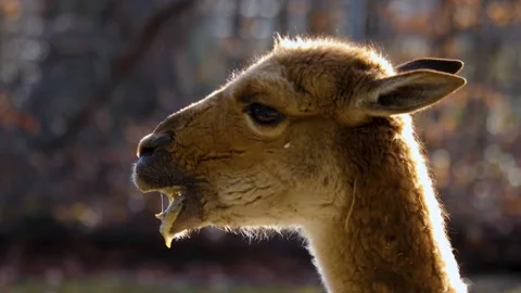 Close up of vicuna head. Video stock 144479937
