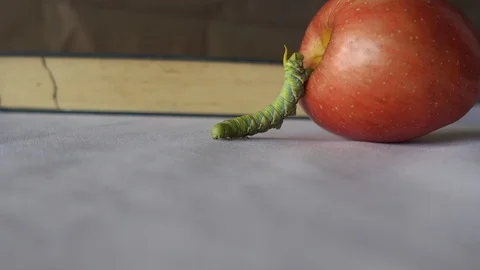 Close up video 4K, the larva feeds on a red Apple and chewed a hole in it 動画素材 107778685