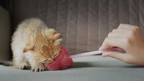 Close up video of adorable ginger kitten with blue eyes playing with pink f.. Vidéo 334591583