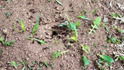 Close-up video of ants at work near the entrance to an anthill 库存影片 335765935