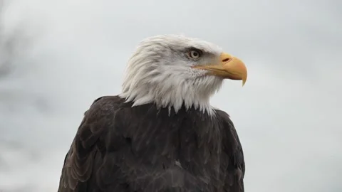 Close up video of a bald eagle 01 Stock Footage 307916398