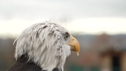 Close up video of a bald eagle 02 Stock Footage 307916400