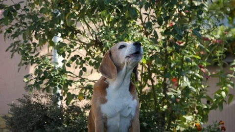 Close-up video of a beagle looking around, raising its head, and barking. Video stock 256166932