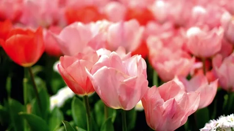 Close up video of a beautiful cluster of red tulips Stock Footage 297442541