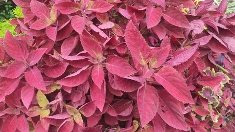 Close-up video of beautiful dark red leaves in a garden beside a house 4K 60FPS Stock Footage 168791532