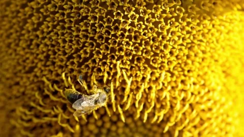 Close up video with a beautiful view of bee working to harvest pollen from a Stock-Footage 336584910