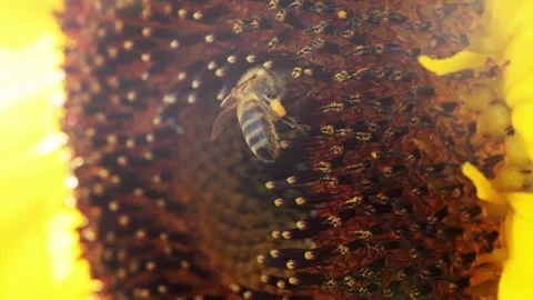 Close up video with a beautiful view of bee working to harvest pollen from a Vídeos de archivo 336584973