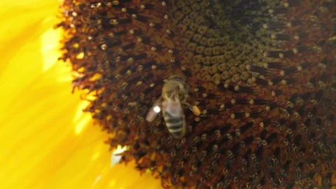 Close up video with a beautiful view of bee working to harvest pollen from a Stock Footage 336584984