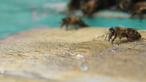 Close-up video of a bee. Stock Footage 131382203