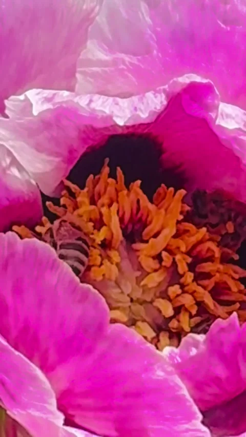 Close Up Video of Bee Pollinating Pink Peony Flower. Vídeo Stock 335081519
