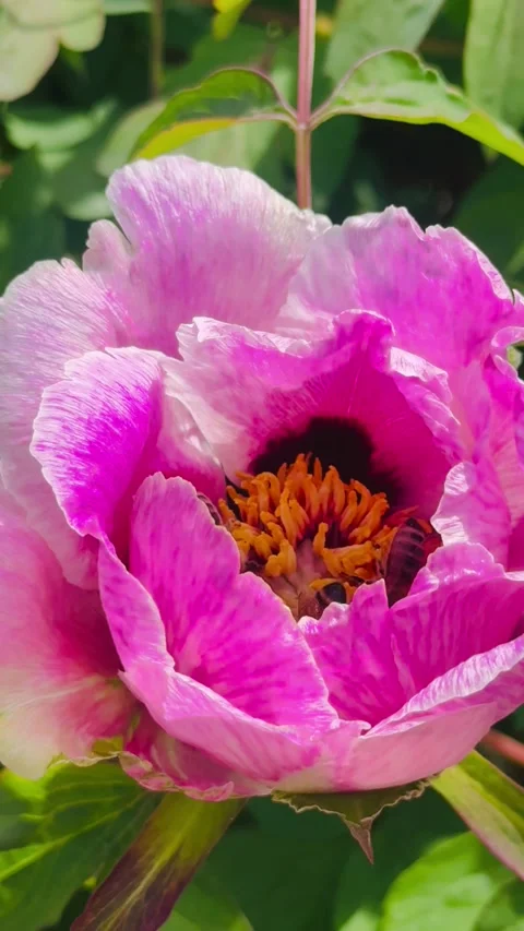 Close Up Video of Bee Pollinating Pink Peony Flower. Stock Footage 335081604
