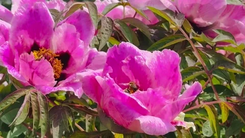 Close Up Video of Bee Pollinating Pink Peony Flower. Vídeo Stock 335081877