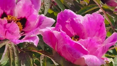 Close Up Video of Bee Pollinating Pink Peony Flower. Vídeo Stock 335081884