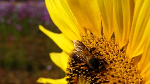 Close up video Bees are in big yellow sunflower pollen. 스톡 동영상 110100471