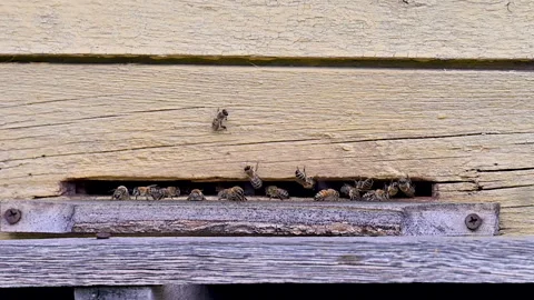 A close-up video of bees Video stock 336499018
