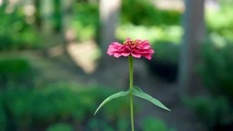 A close up video of big and small green plants in pots and in soil which are all Stock Footage 207438576