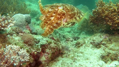 Close up video of big beautiful cuttlefish swimming away from camera just abo Vídeos de archivo 153582916