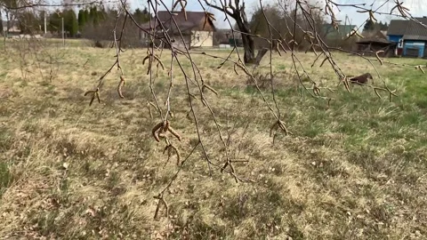 Close-up video of birch branches with catkins swaying in the wind against a.. Vídeos de archivo 333792736