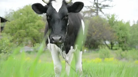 Close-up video of a black and white cow looking directly into the camera. Видео 343237733