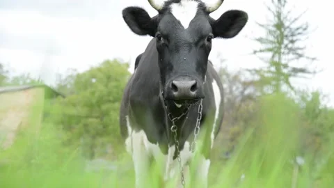 Close-up video of a black and white cow looking directly into the camera. 動画素材 343237734
