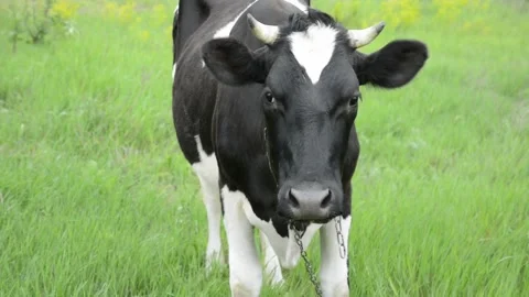 Close-up video of a black and white cow looking directly into the camera. 動画素材 343237735