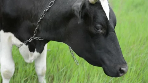 Close-up video of a black and white cow looking directly into the camera. 動画素材 343237740