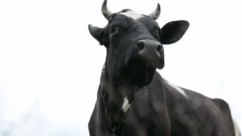 Close-up video of a black and white cow's head filmed from a low angle. Stock-Footage 343237745