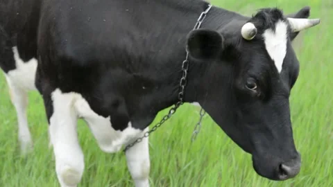 Close-up video of a black and white cow looking directly into the camera. 動画素材 343238193