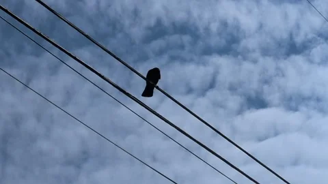 Close-up video of black crow perched on electrical wire calling Stock Footage 333542639