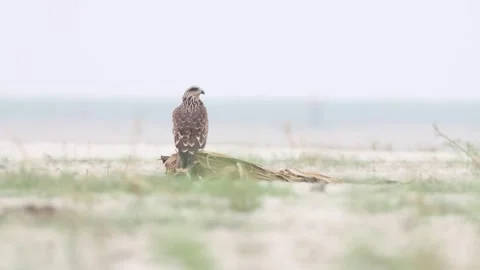Close up video a black kite juvenile. Stockbeeldmateriaal 259791190