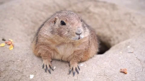 Close-up video of a black-tailed prairie dog (Cynomys ludovicianus) Stock Footage 317752014