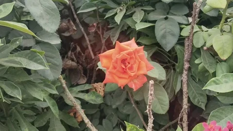 Close-up video of a blooming orange rose surrounded by lush green leaves in a ga Stock Footage 340246689